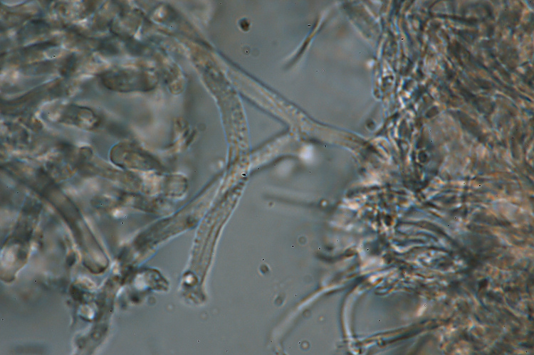 Probabilmente Plicaturopsis crispa  (Plicaturopsis crispa)